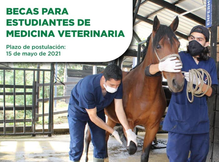 Becas-de-veterinaria